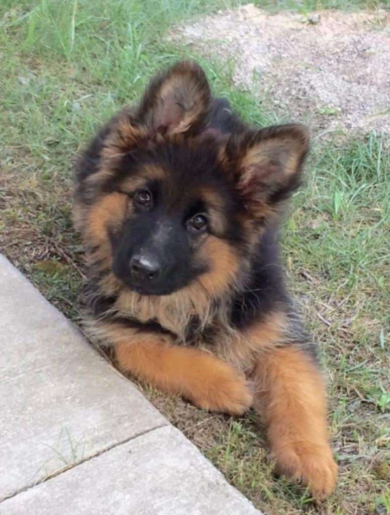 German Shepherds Puppies 5-8 weeks image 2