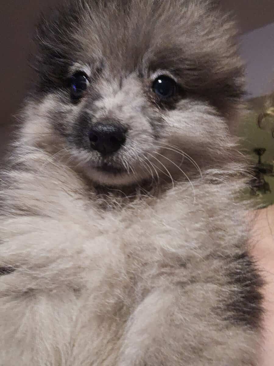 Pomeranians image 1
