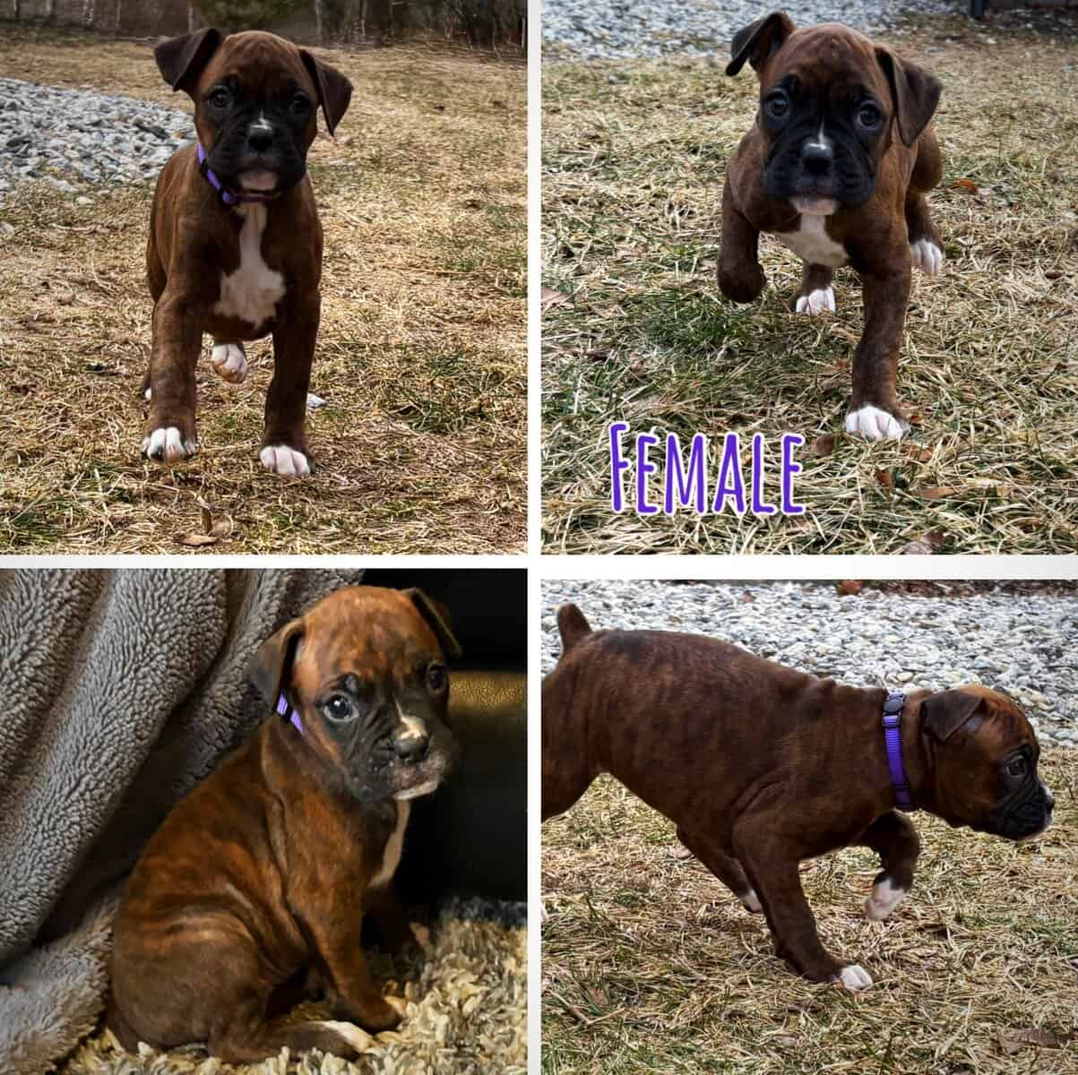 Boxer puppies image 7