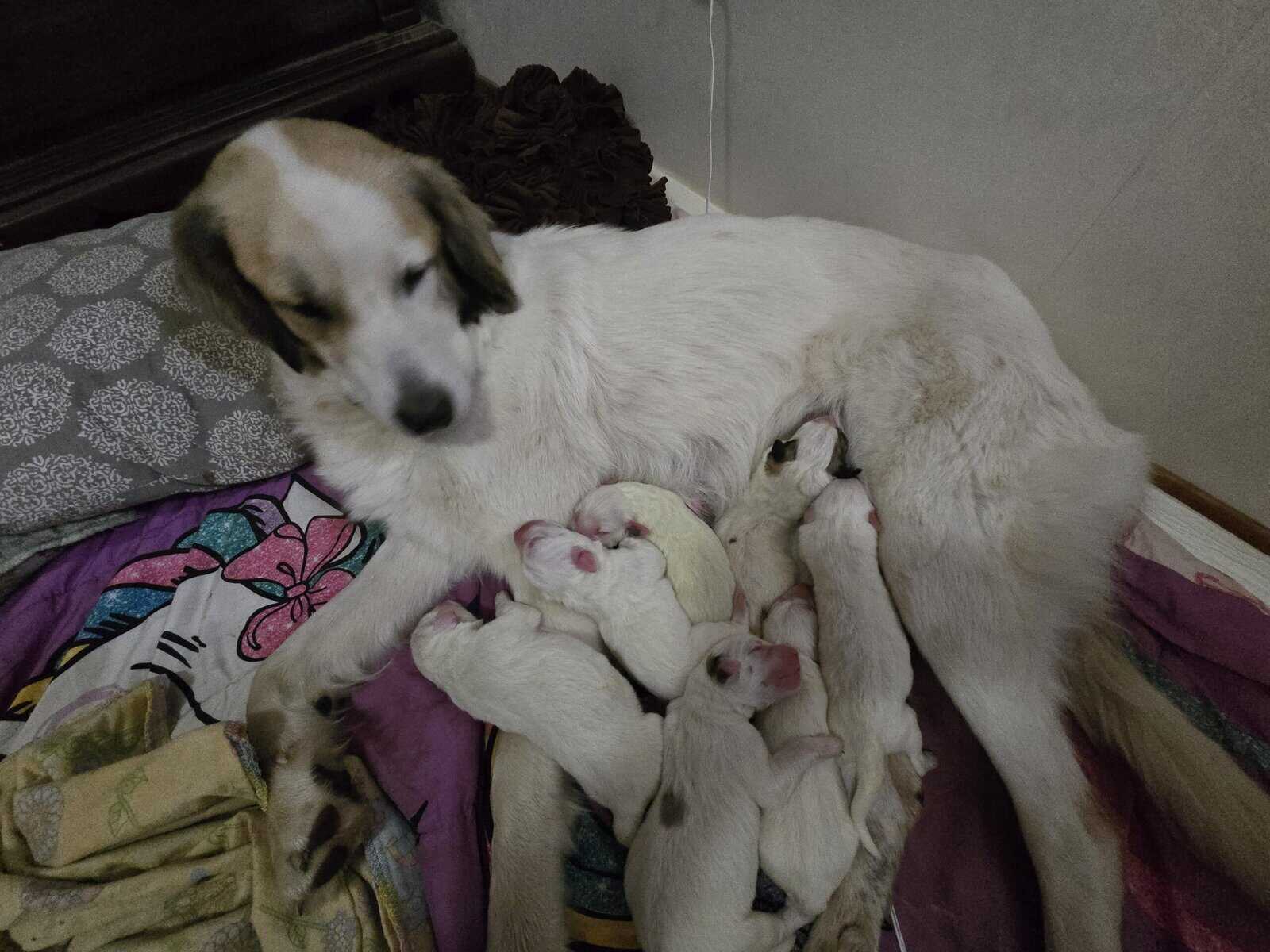 Great Pyrenees Puppies image 3