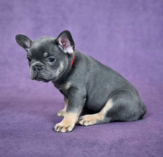 French Bulldog Lilac Female image 2