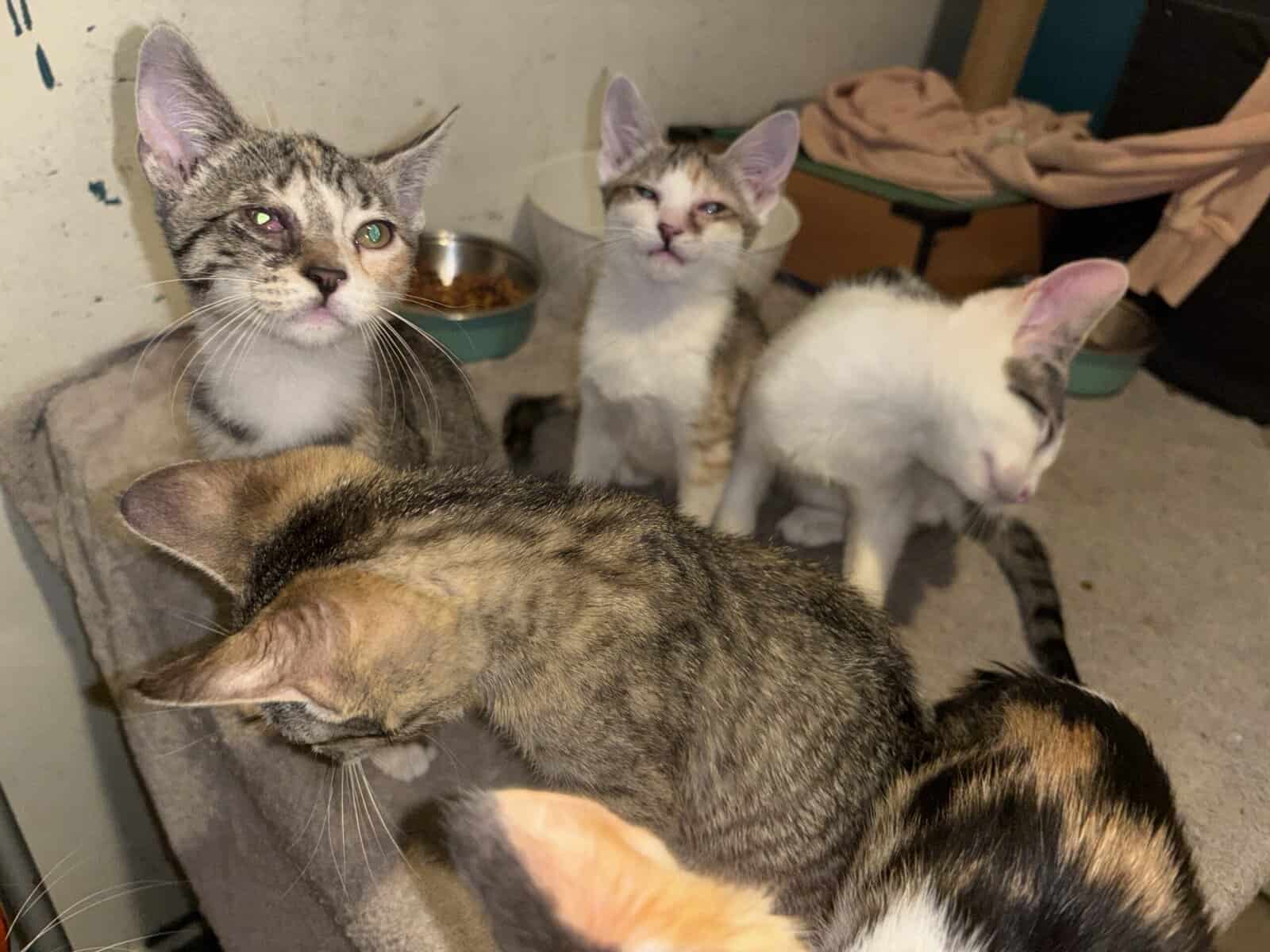 Kittens looking for good safe homes 150$ image 8