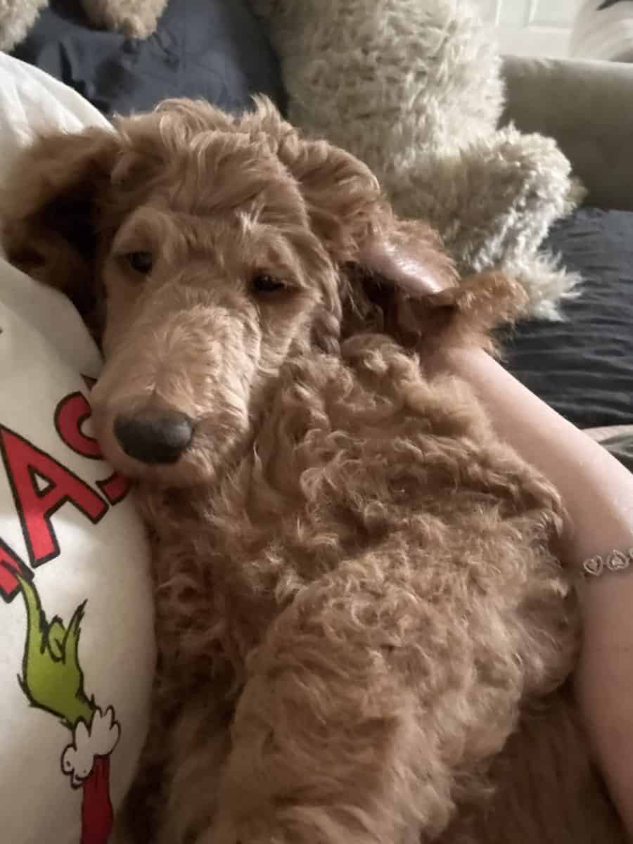 AKC standard poodle puppies image 1
