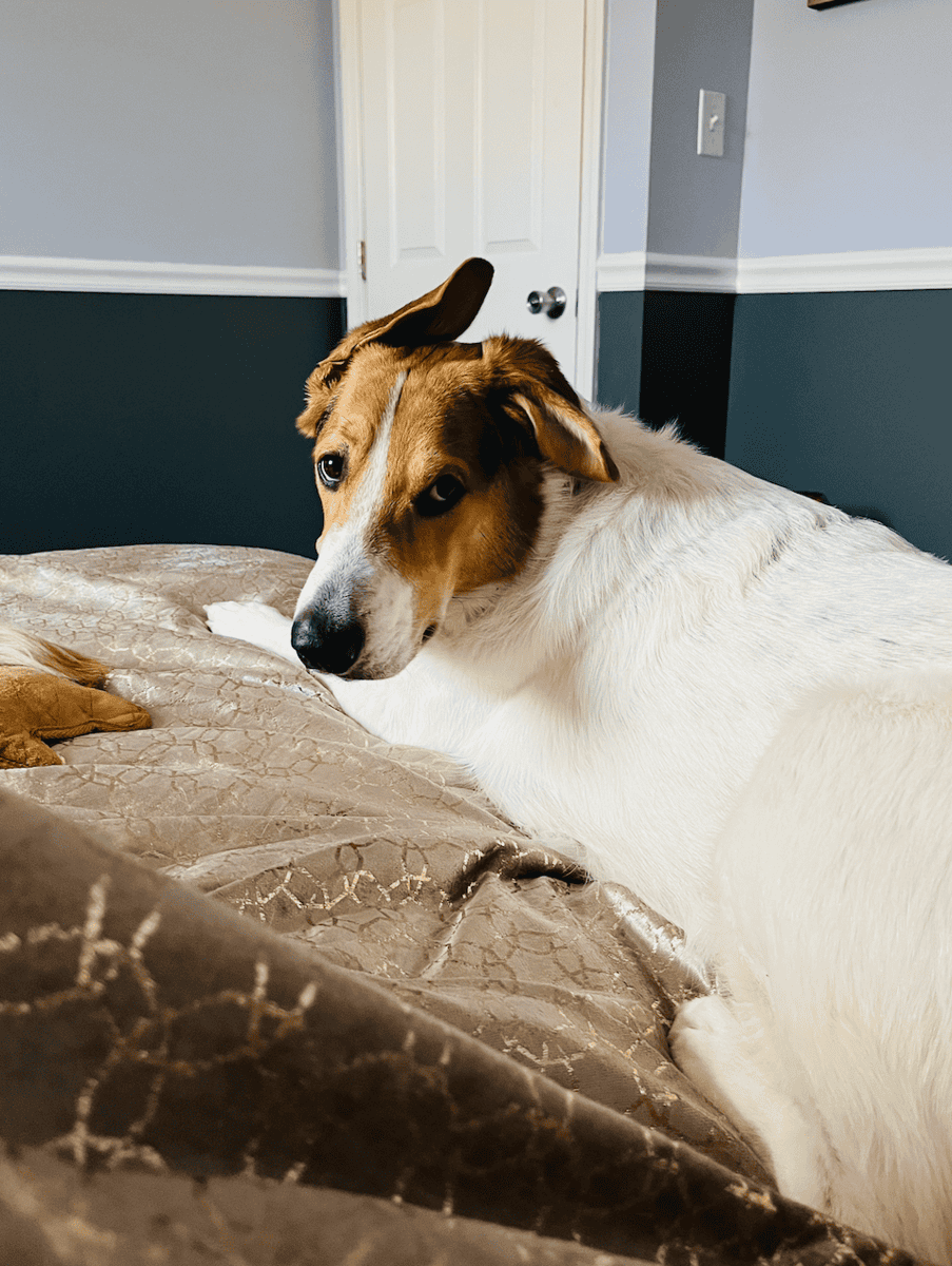 Dennis the Menace: Puppy Seeking Home image 3
