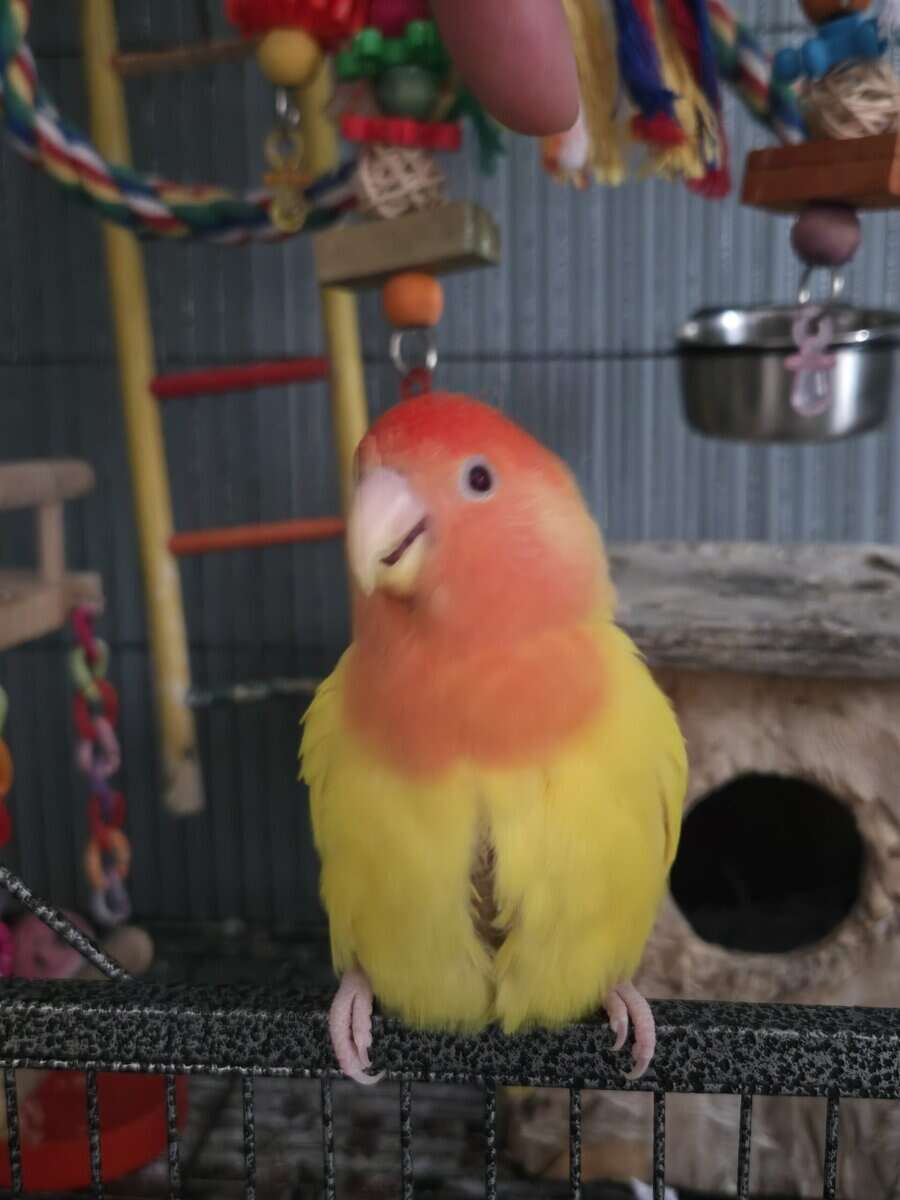 Cage/toys included! Red Headed Lutino Lovebird image 6