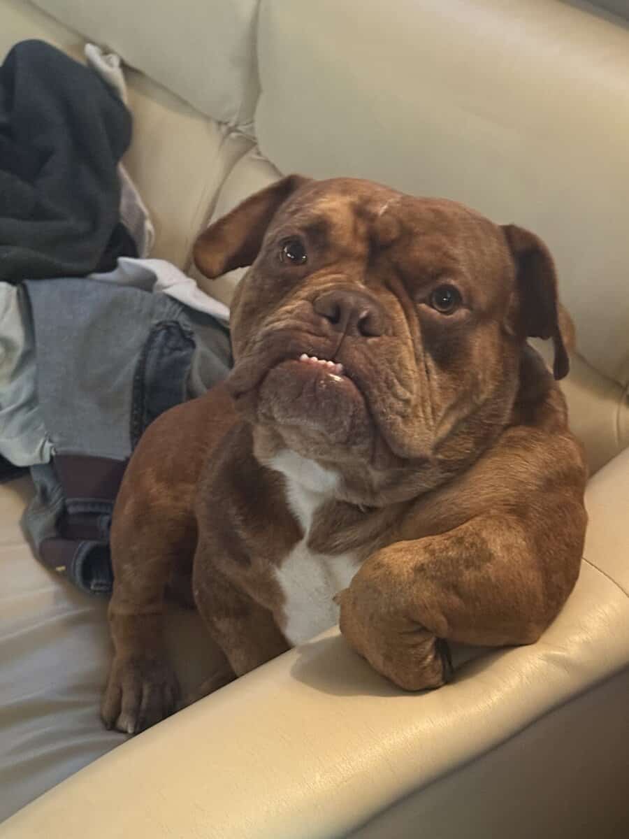 XL BULLY BREEDER FOR SALE! 1 year old image 3