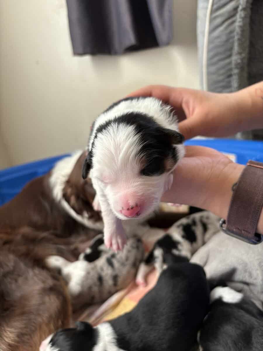 Australian Shepherd Puppies image 12