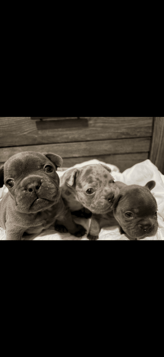 French Bulldog Puppy image 8