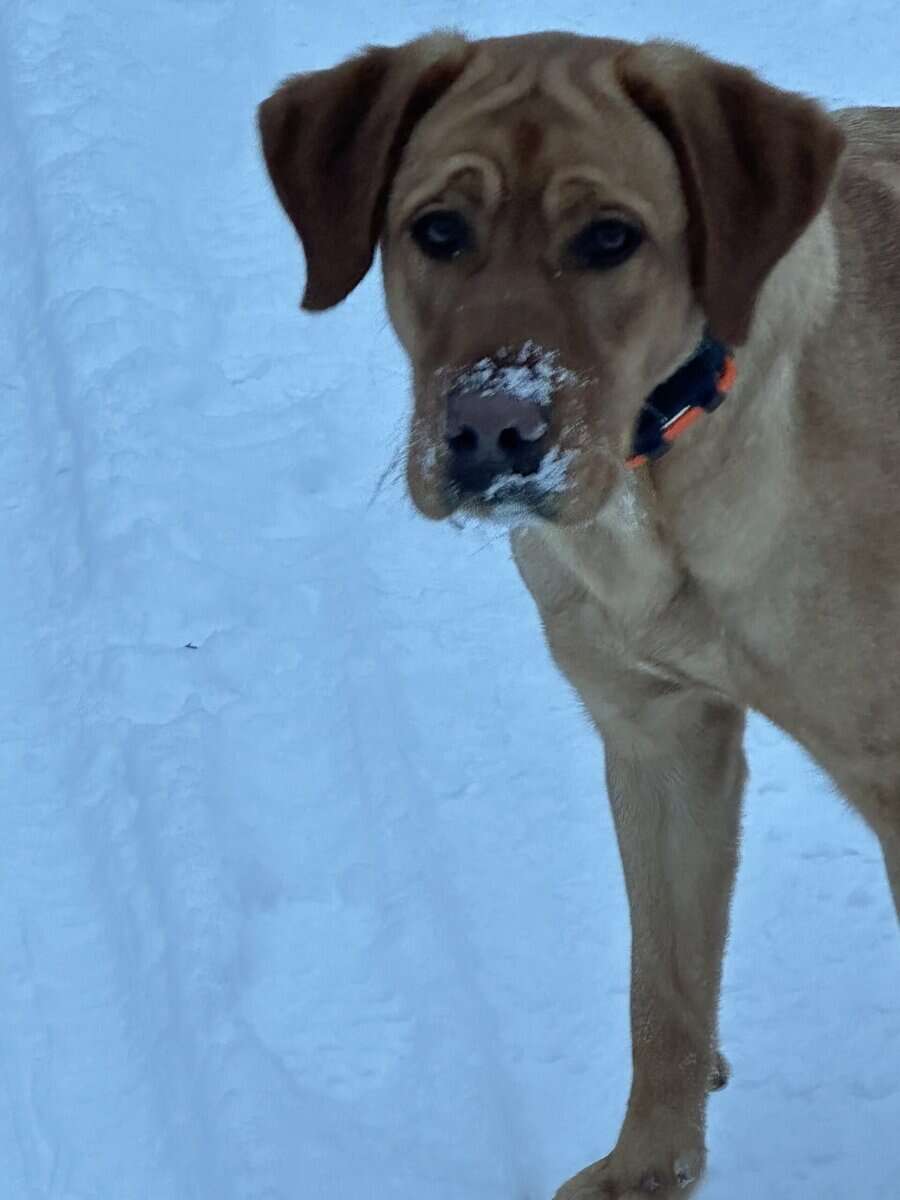 Adult Female (under 2yrs) Red Labrador image 3