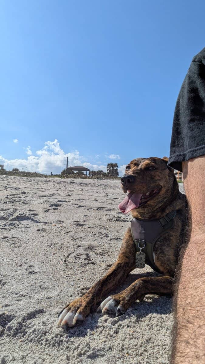Loving Brindle image 4