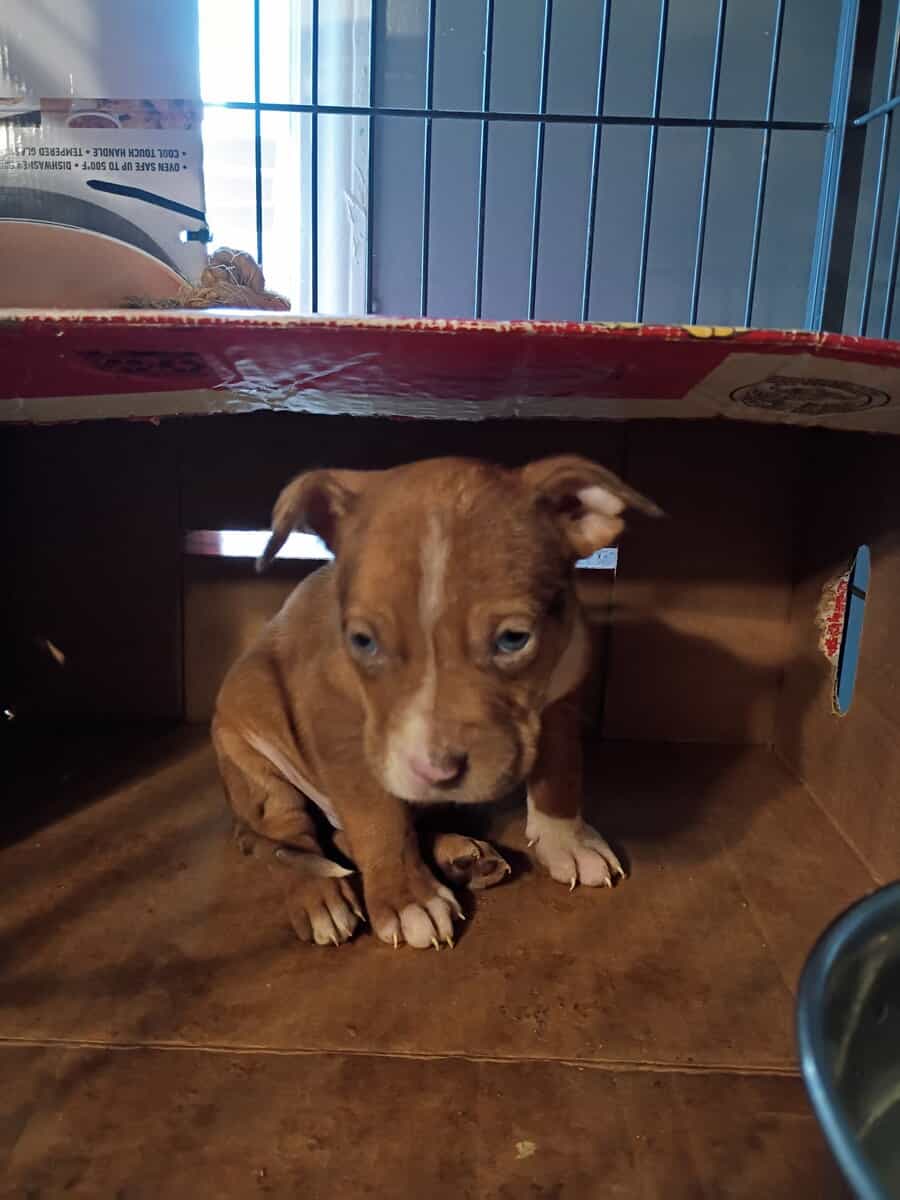 Pitbulls puppy 1 girl and 3 boys left image 5