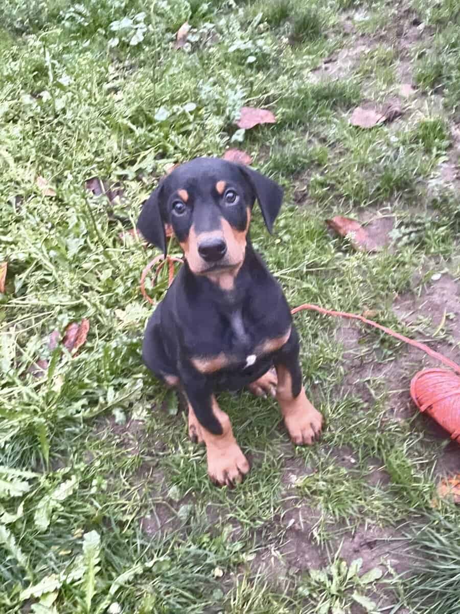 Doberman Puppies image 8