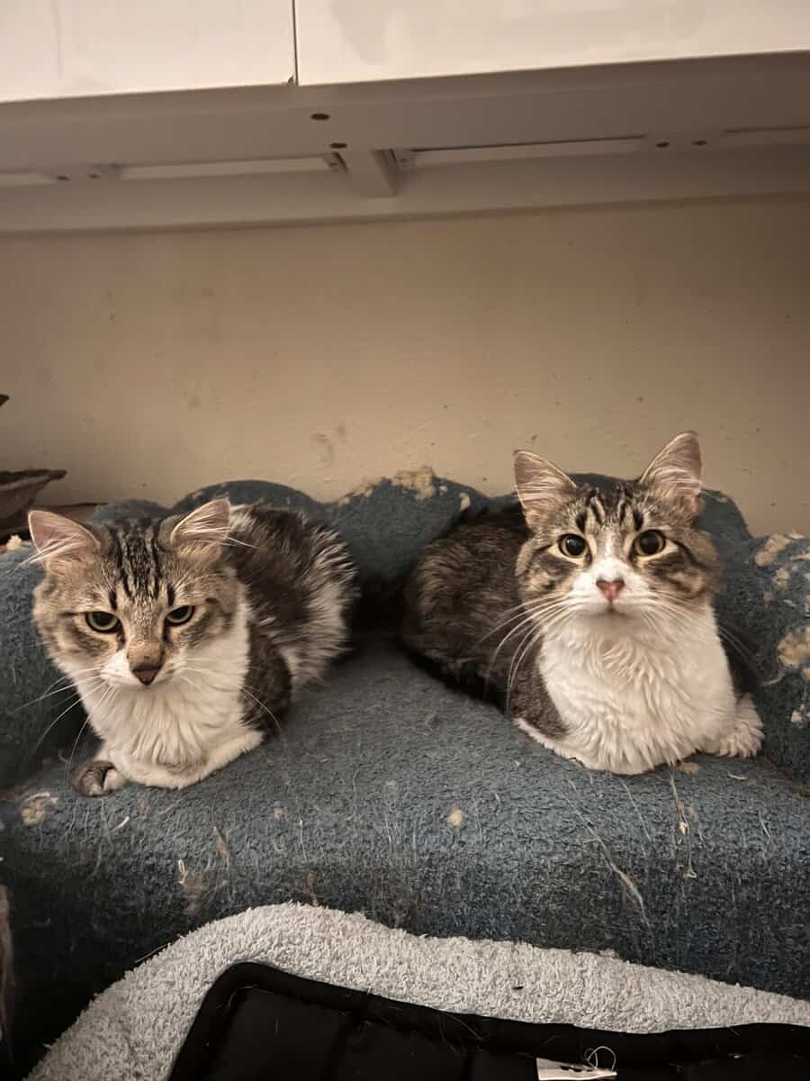 Bonded pair of cats image 2