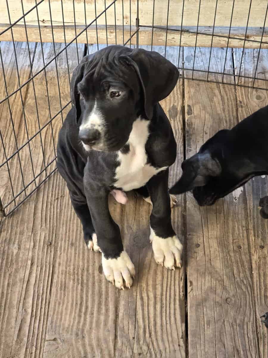 Great Dane puppies image 4