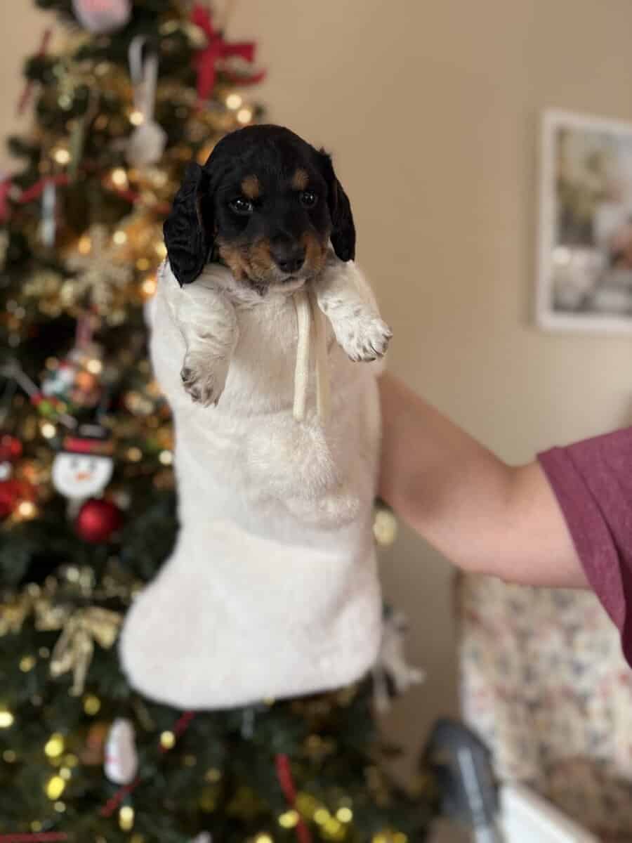 Purebred Miniature Dachshund puppies image 3