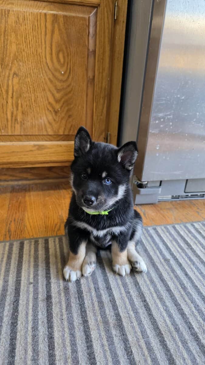 Miniature husky image 1
