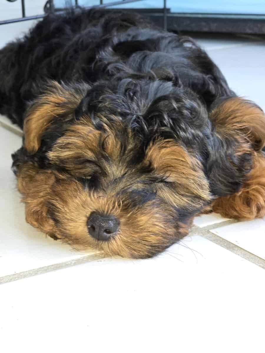 Beautiful 6 month old Yorkipoo image 2
