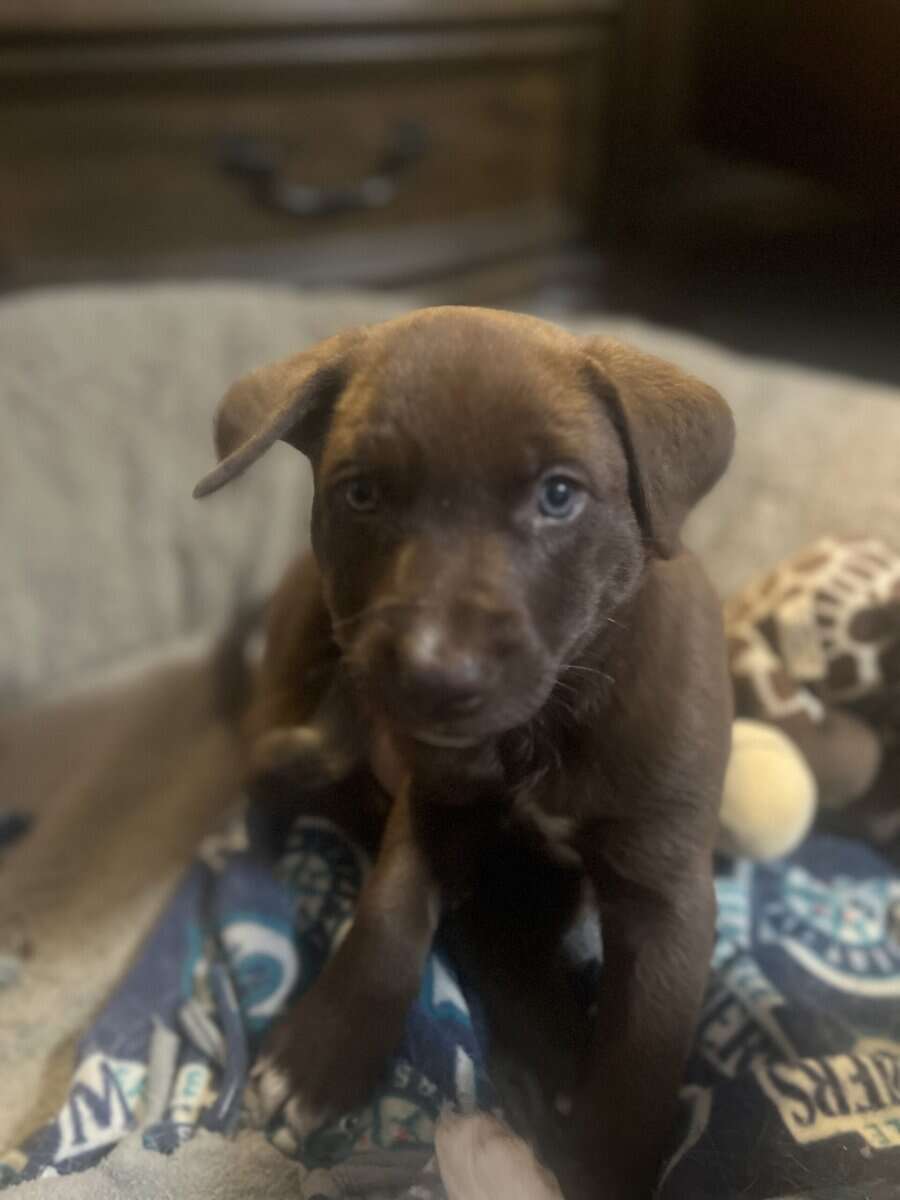Puppies available very soon image 3