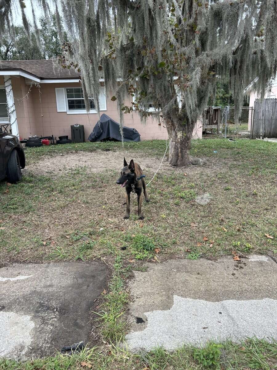 AKC Registerd Belgian Malinois stud available image 8