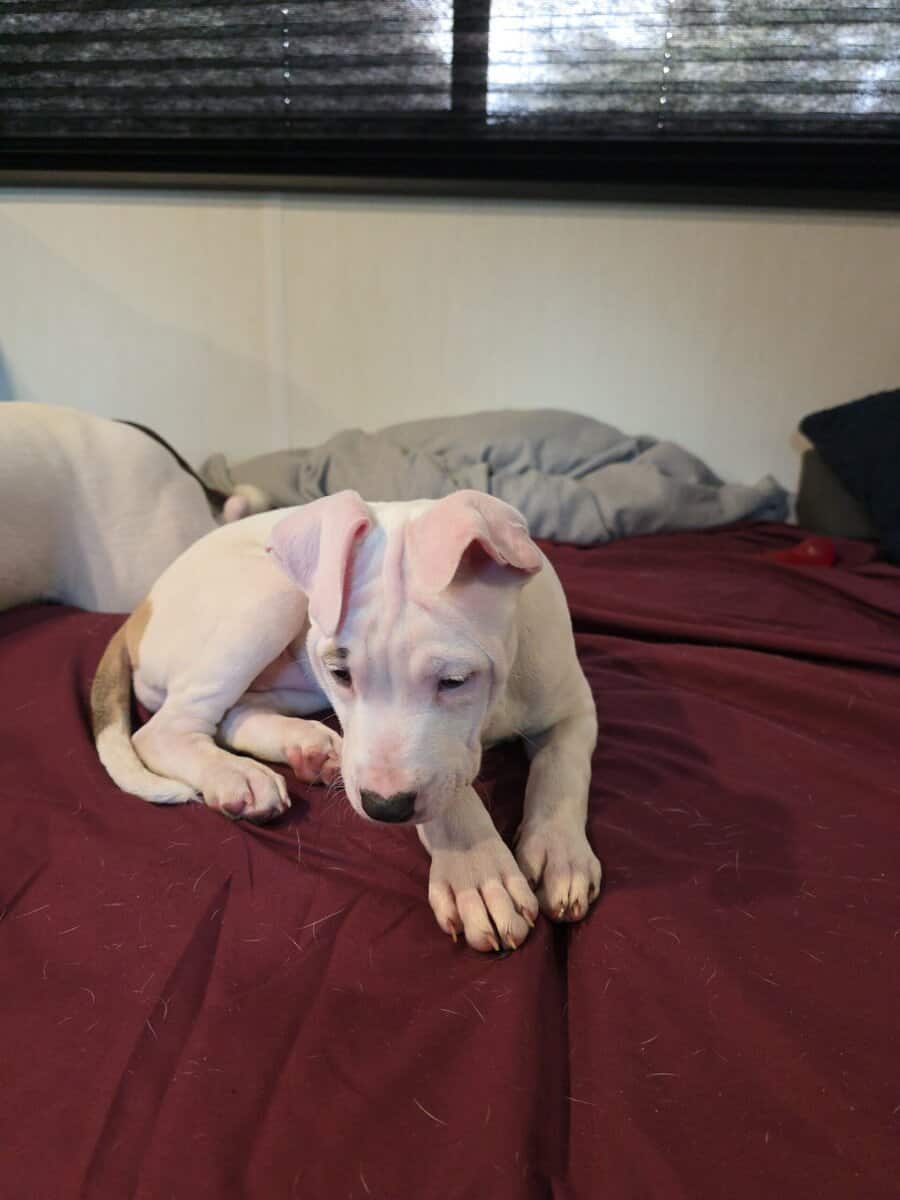 pitbull puppies image 3