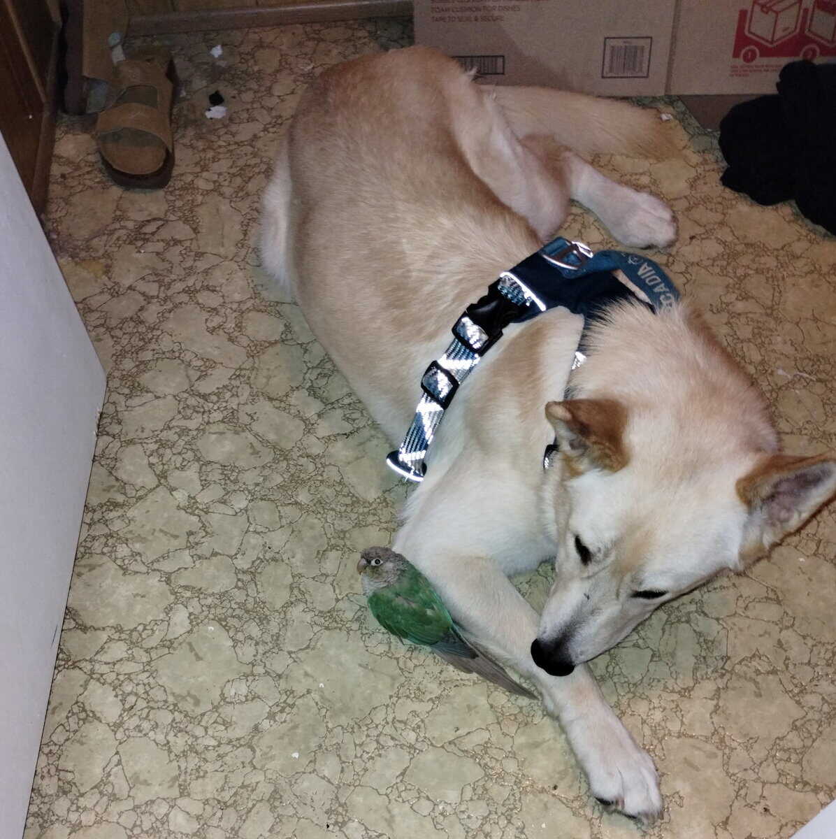 Ricky the German Shepard Love Bug image 3