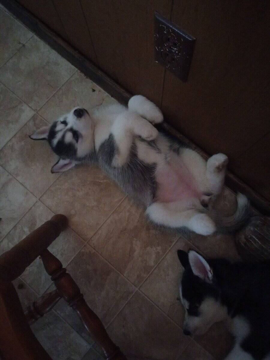 Siberian husky puppies image 8