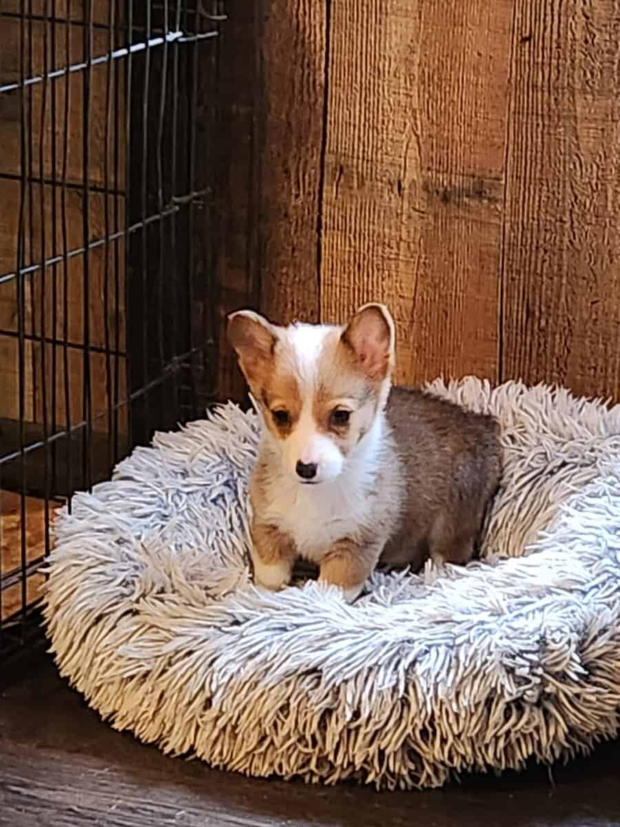 puppies image 3