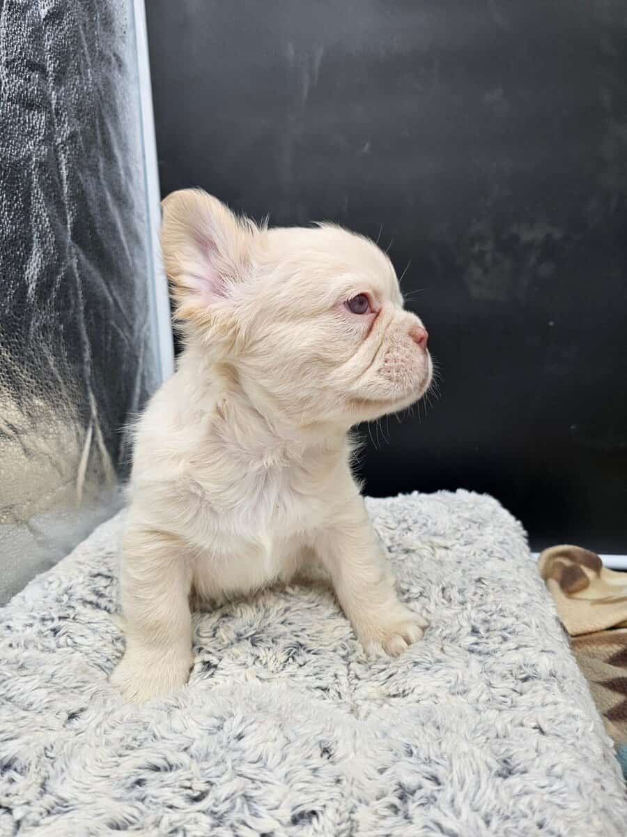frenchie puppies looking for home image 3