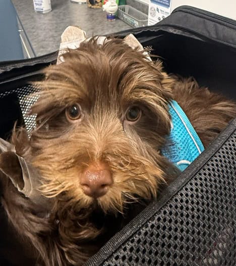 Rare Bitter Chocolate Yorkipoo cuddle bug image 9