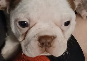 Seal and White Female Boston Terrier puppy