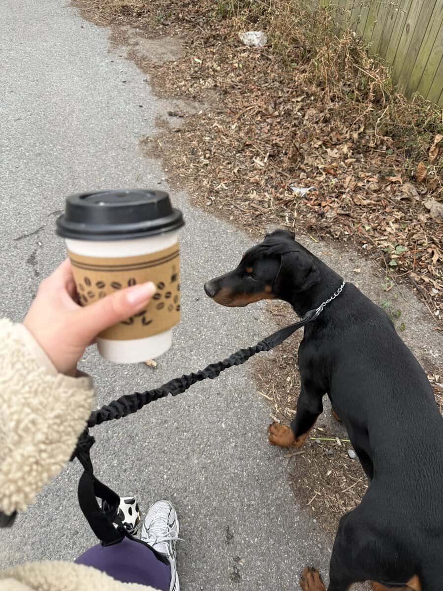Loving & Smart 4-Month-Old Male European Doberman image 9
