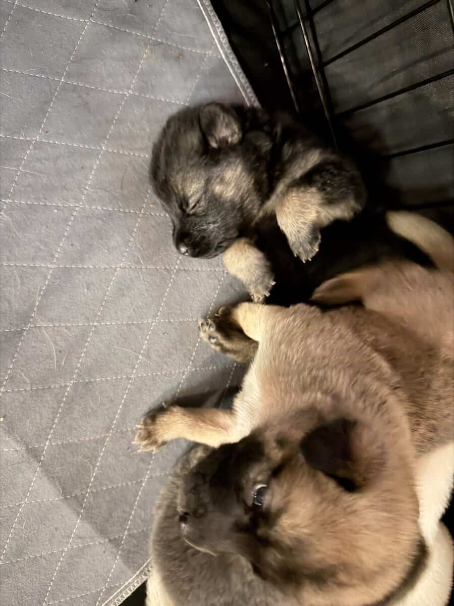 German Shepherd mix image 5