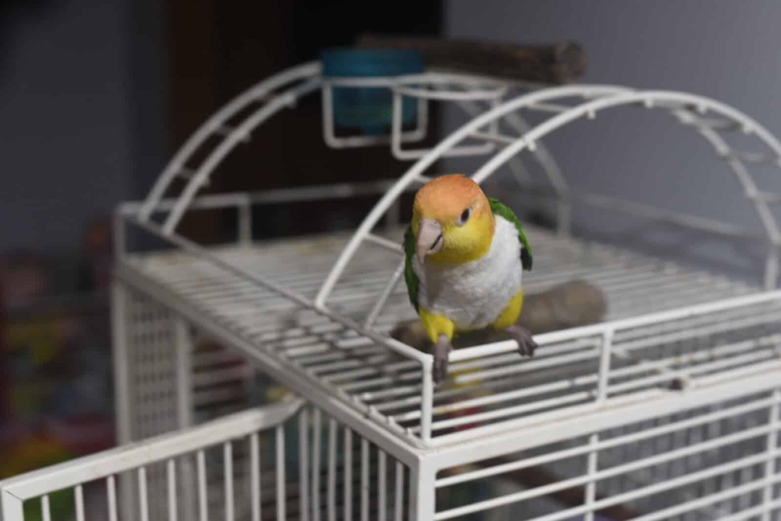 PARROT FOR SALE image 1