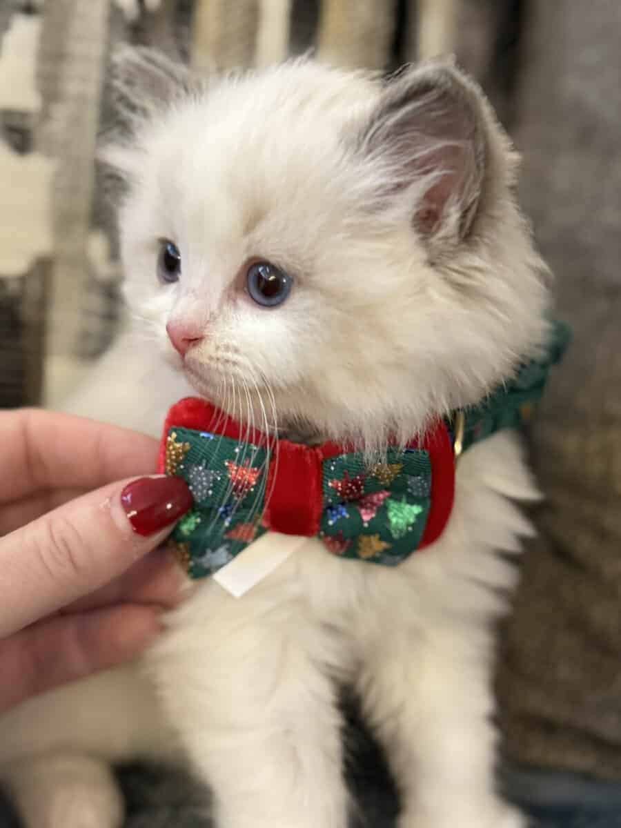 Available Blue Point Bicolor Ragdoll Kittens image 3
