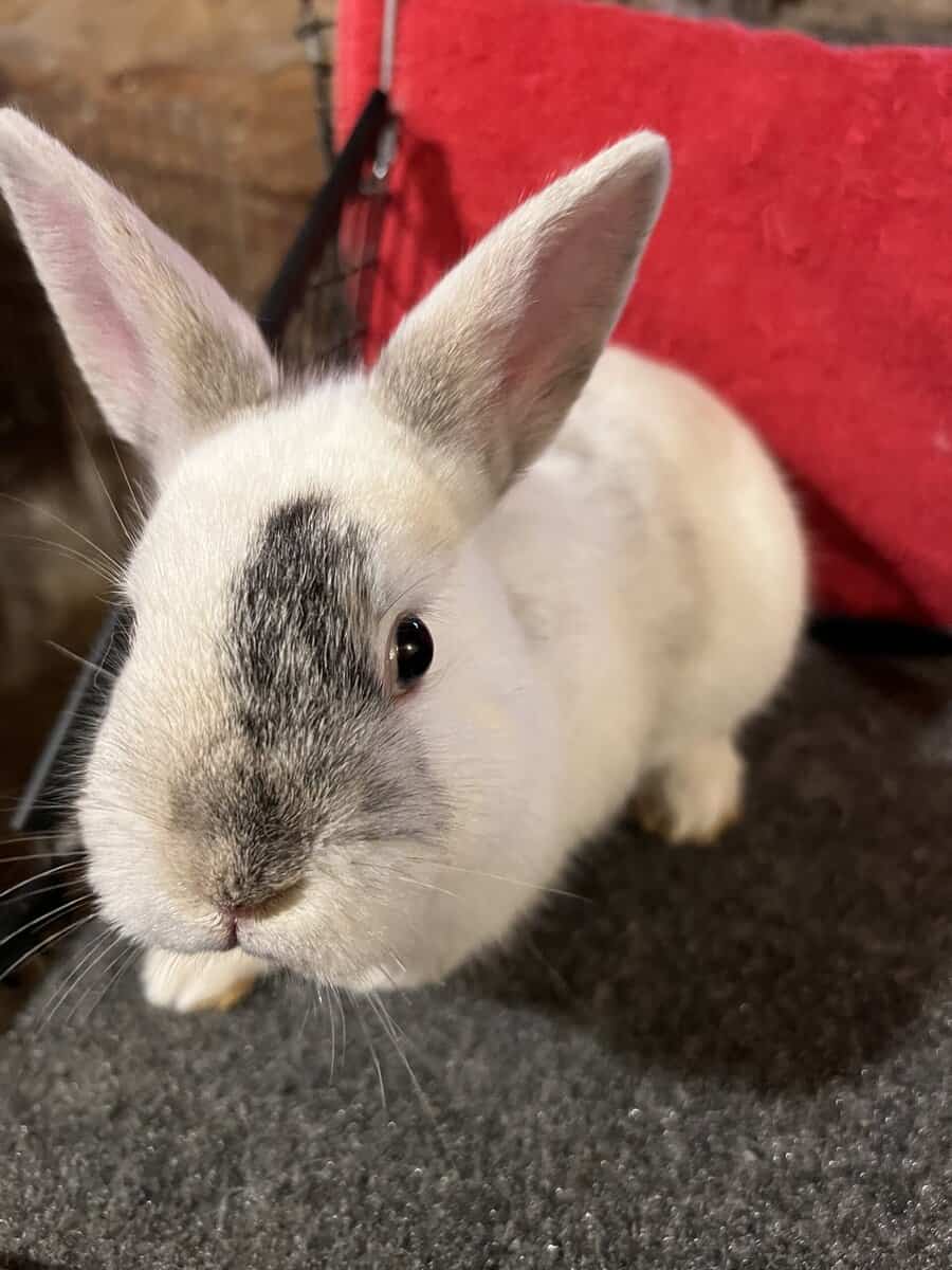Mini Rex image 4