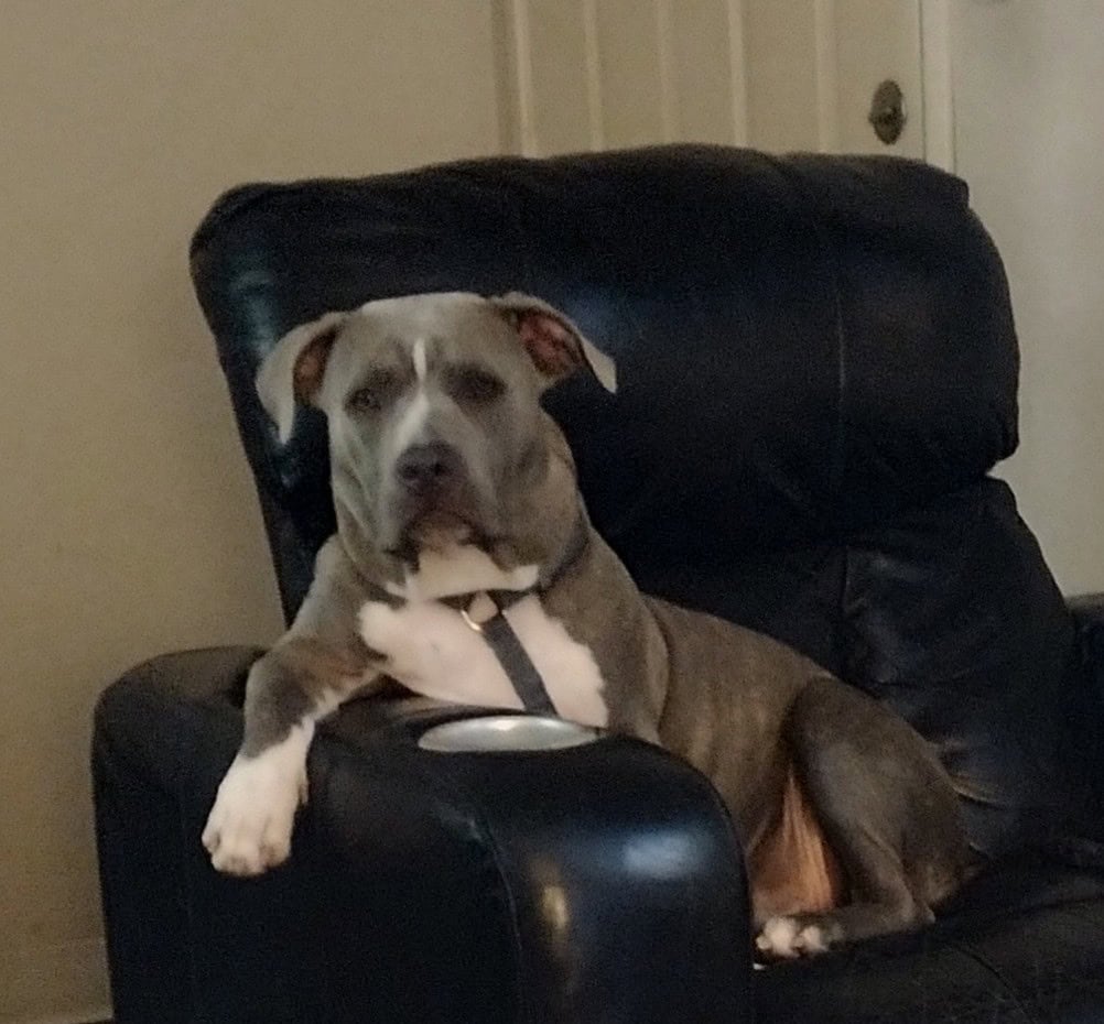 Blue Ghotti pitbull free image 1