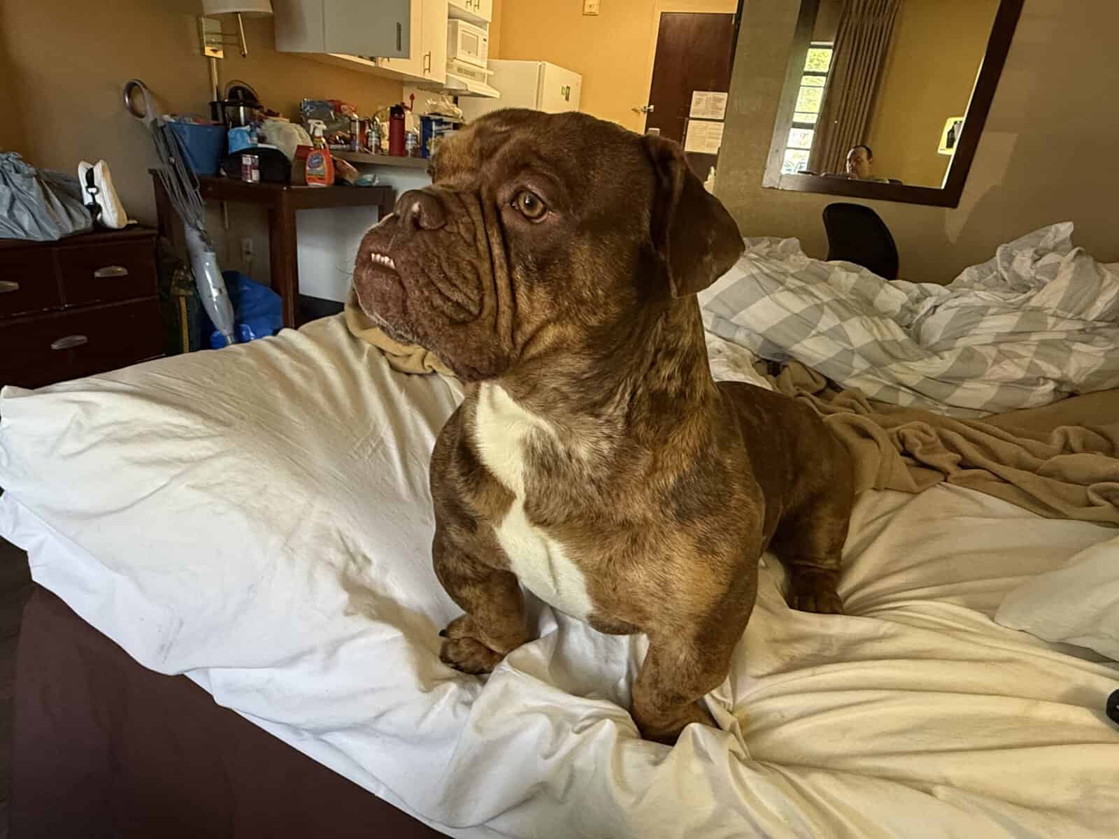 XL BULLY BREEDER FOR SALE! 1 year old image 8