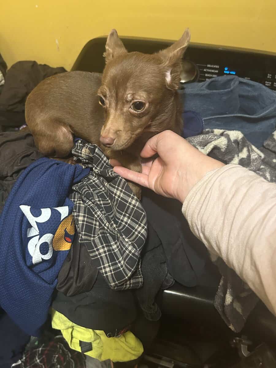 Chihuahua image 1