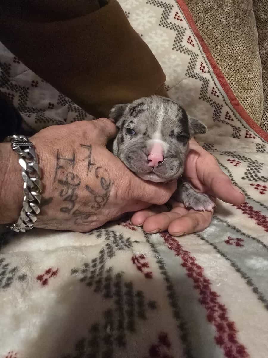 American Bully Puppies image 5