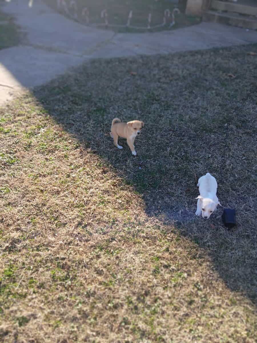 Chihuahua mix one female one male image 1