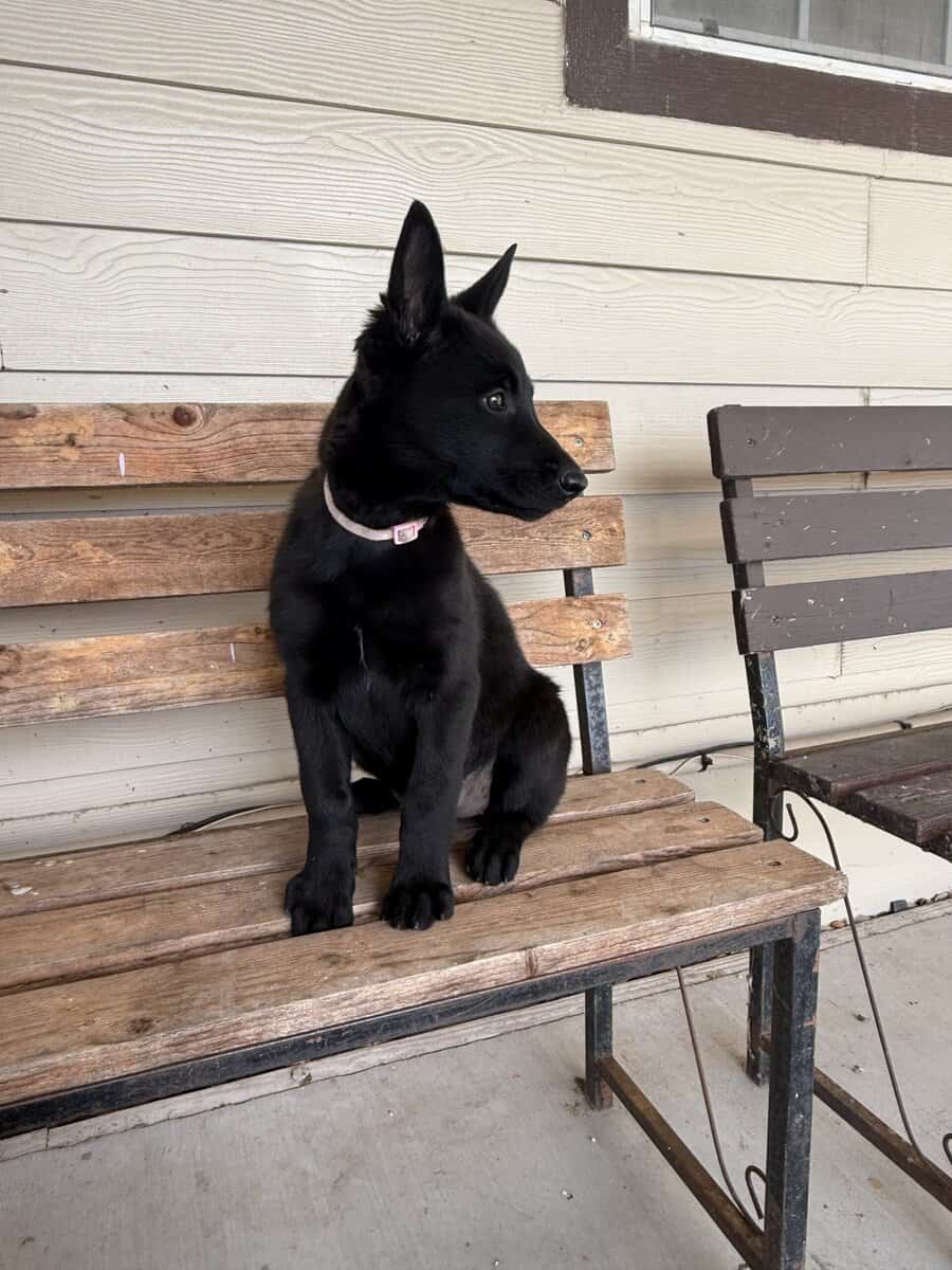 2 Belgian Malinois image 4