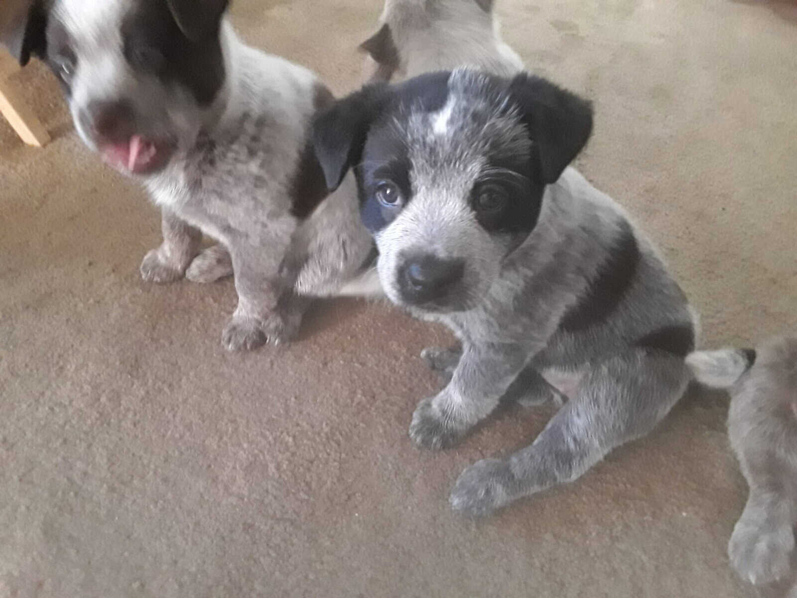Heeler puppies image 3