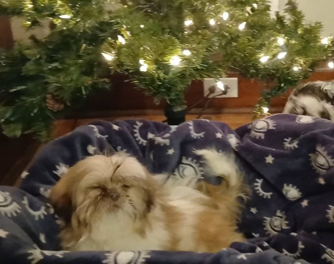 Shihtzu Puppy! image 1