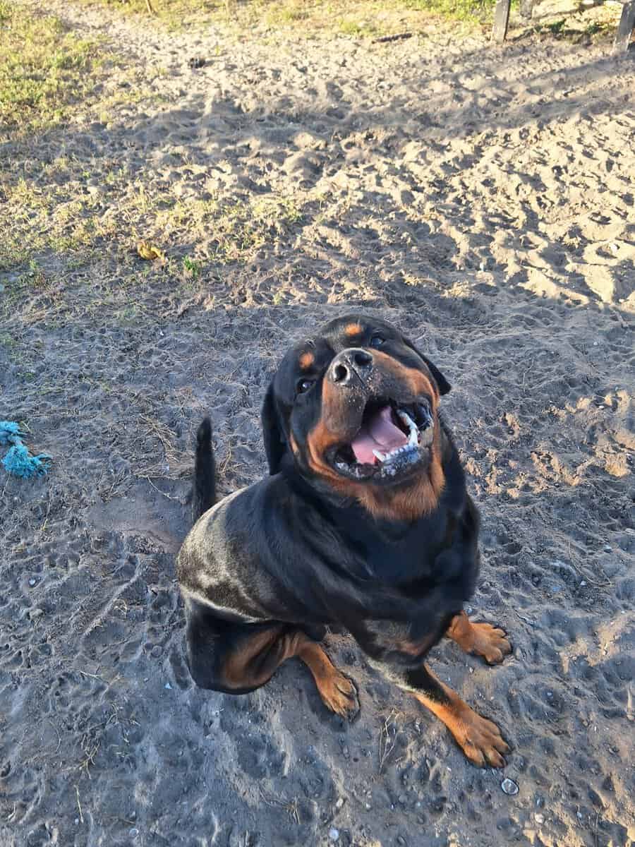 AKC Certified Litter Proven Rottweiler Stud image 8