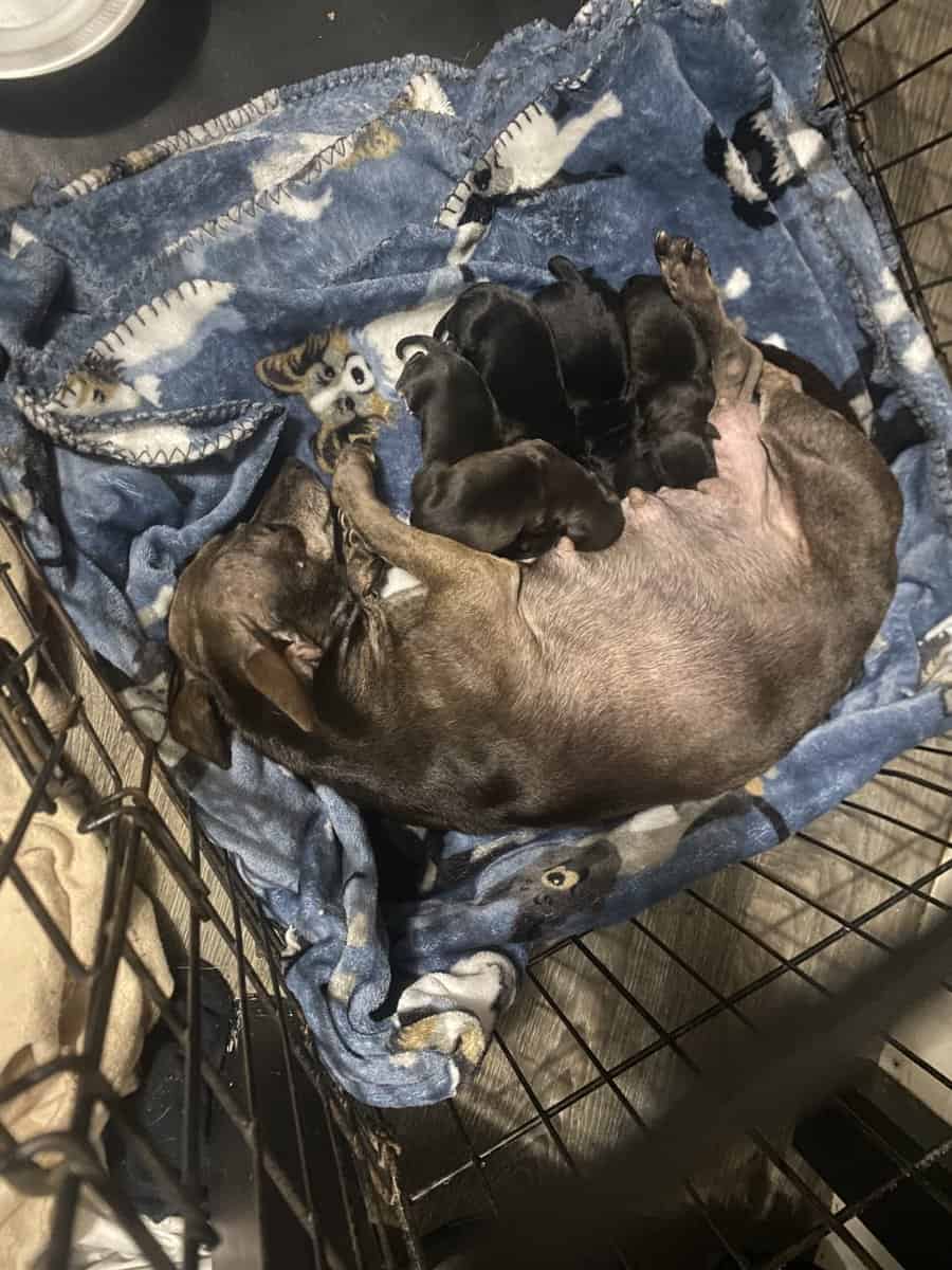 Chihuahua image 4