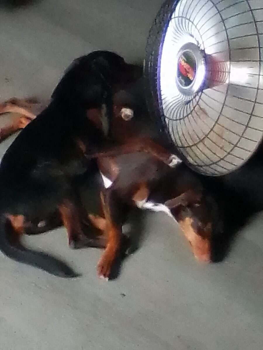 Mini pinscher/mini aussie mix image 3