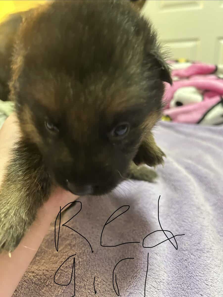 German Shepherd puppies image 6