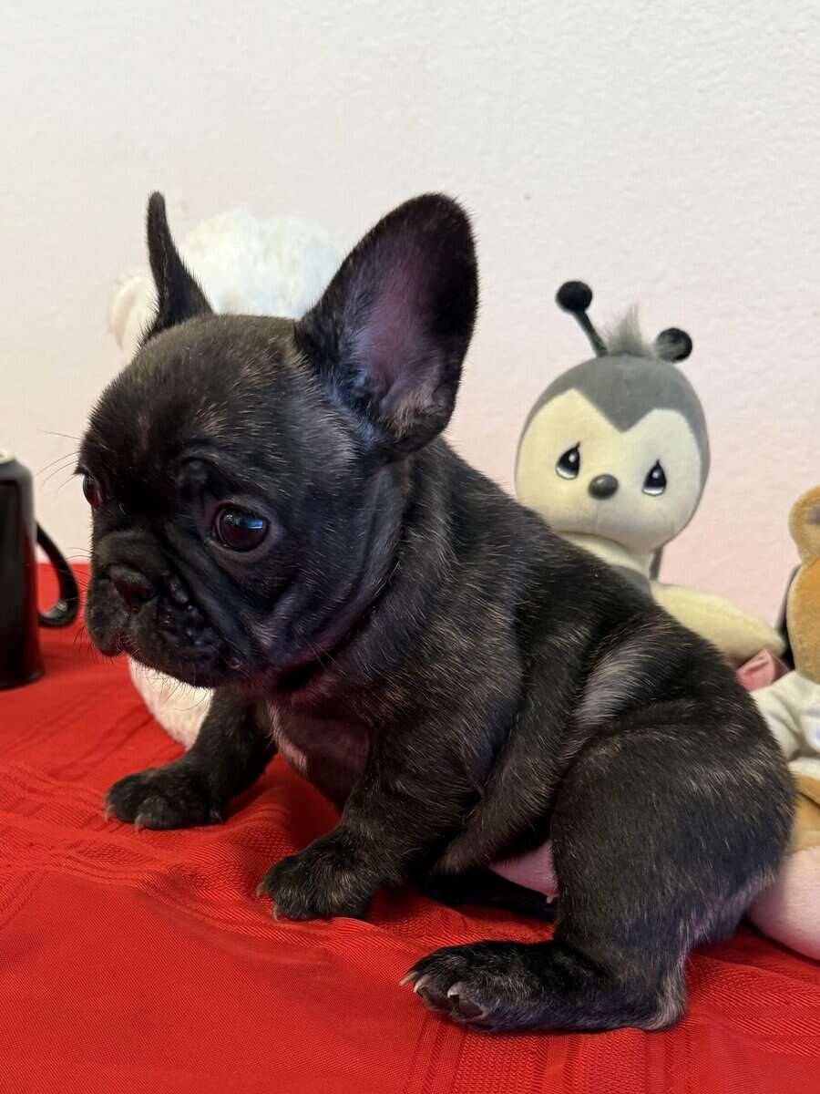 Female puppy French Bulldog reverse brindle image 3