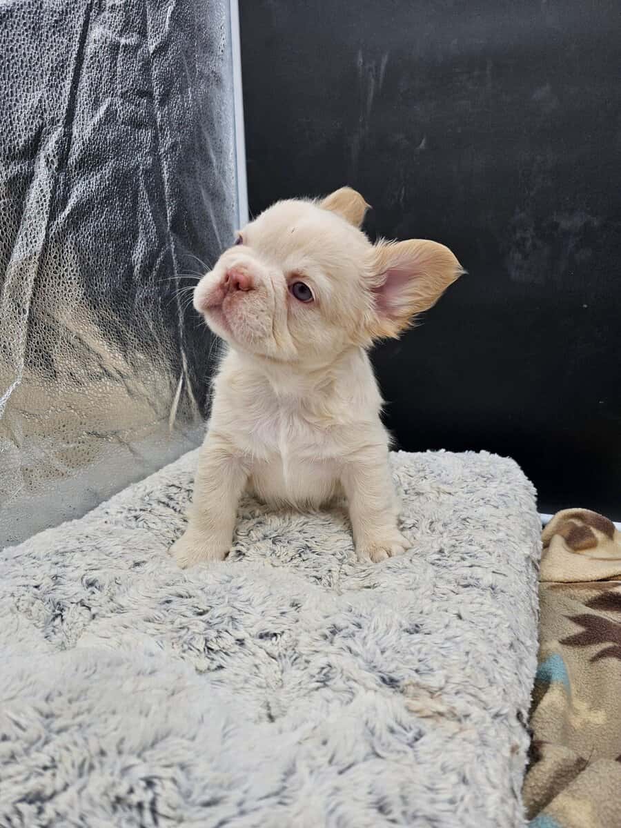 frenchie puppies looking for home image 1