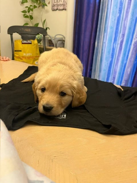 Golden Retriever Puppies image 8